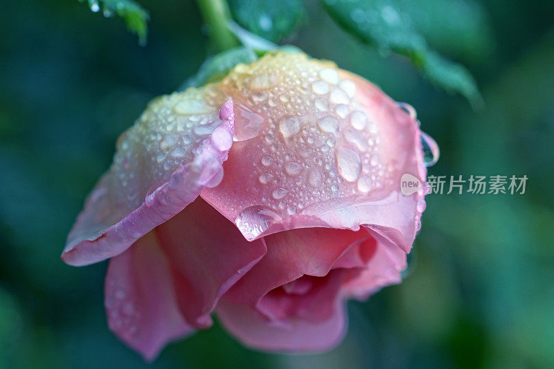 英国玫瑰“大卫奥斯汀”与雨滴