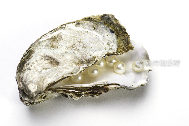 牡蛎与珍珠