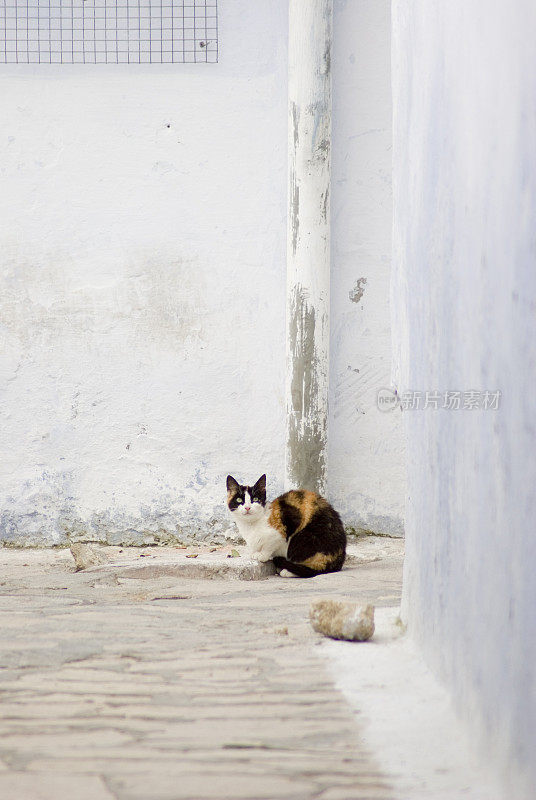 猫在哈马马特宅