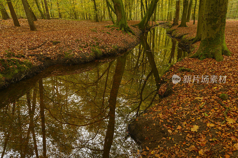 秋天山毛榉树森林小溪