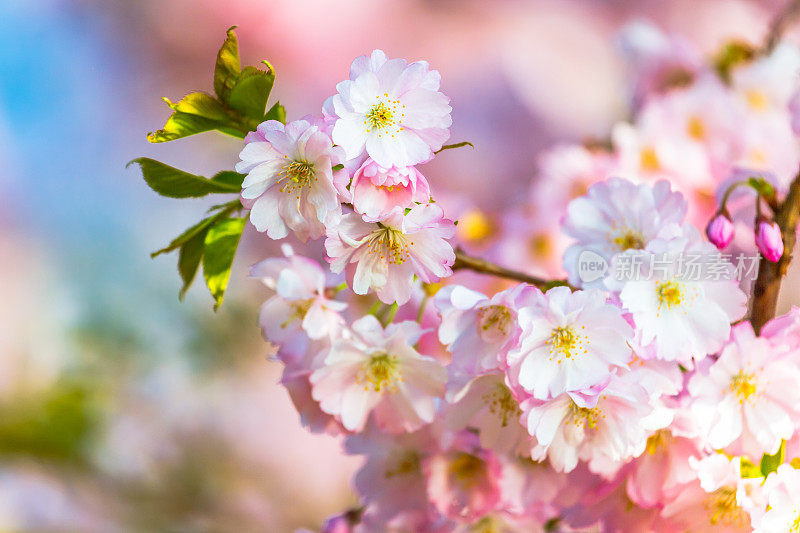 蟹苹果花