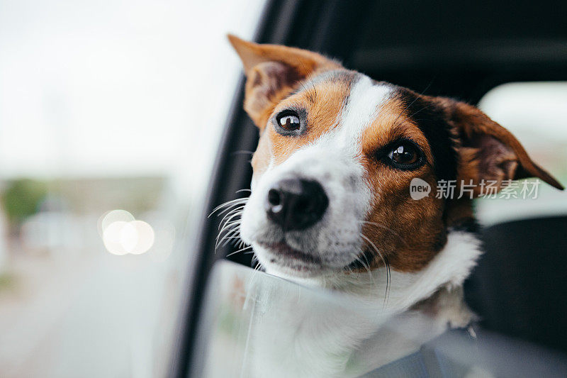 狗从开着的车窗往里看。