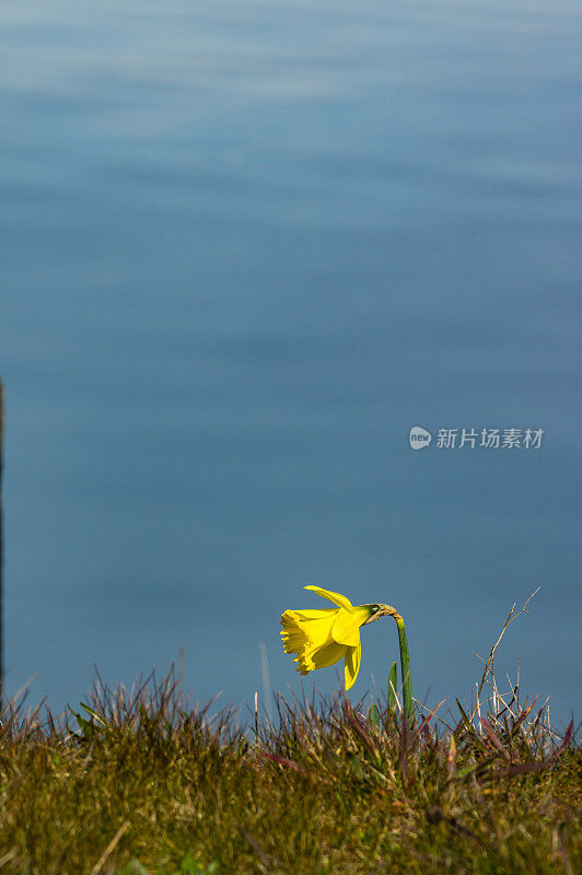 单水仙花在湖附近