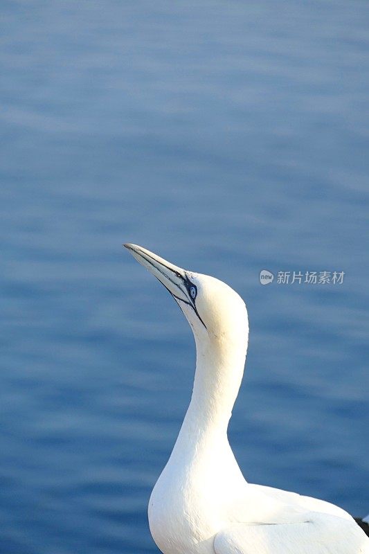 黑戈兰岛的北方塘鹅