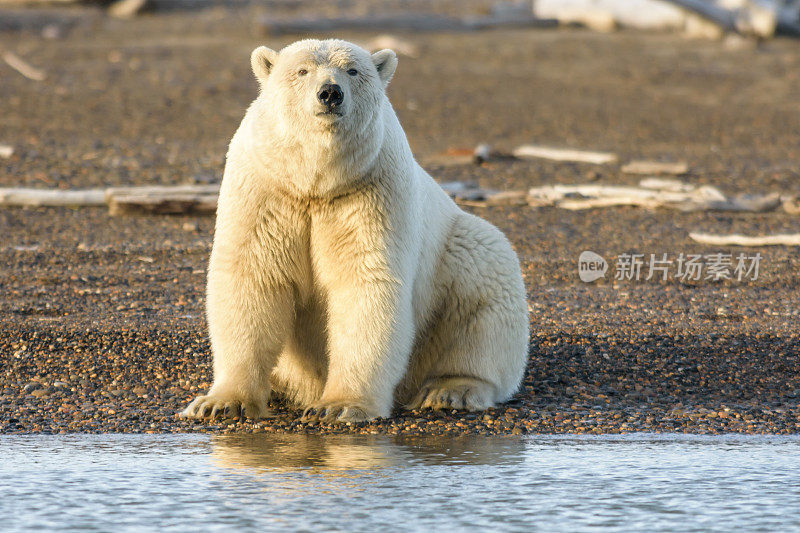 北极熊近距离看相机