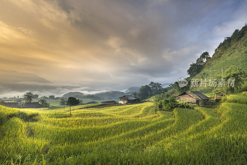 黎明时分，越南西北部的稻田在为收割做准备