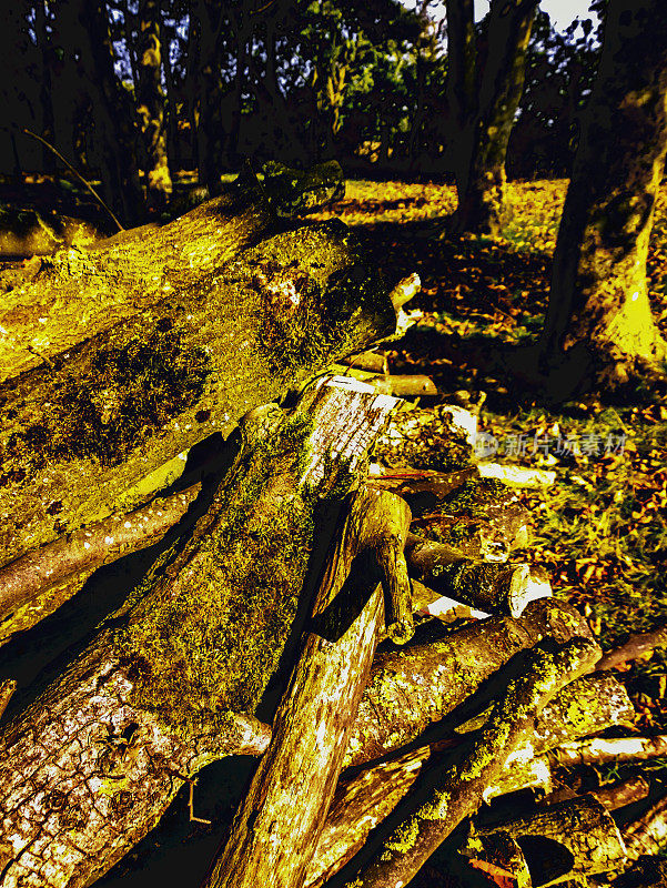 森林中的原木用作木柴