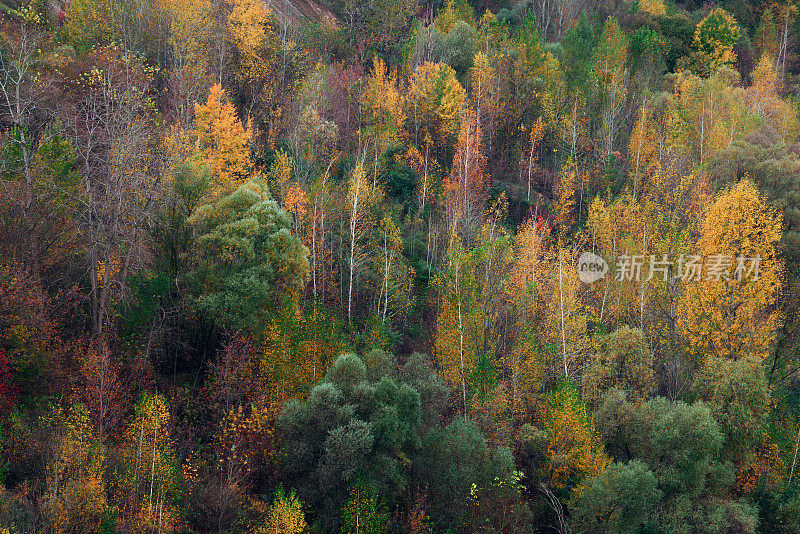 秋天的森林的颜色