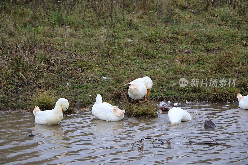一群白鹅在河里洗澡，沿着岸边散步