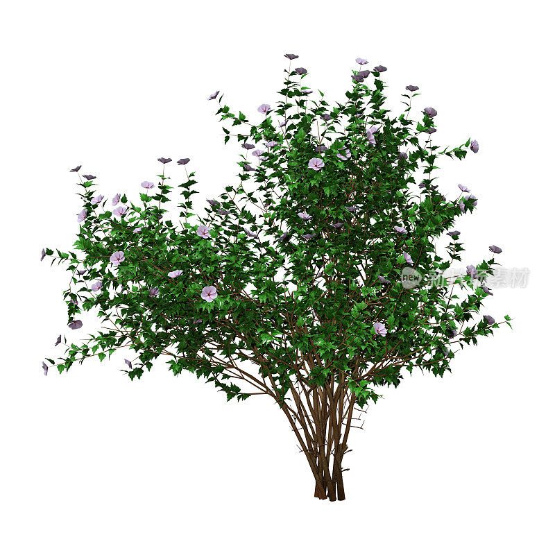 3D渲染绿色木槿灌木与花在白色