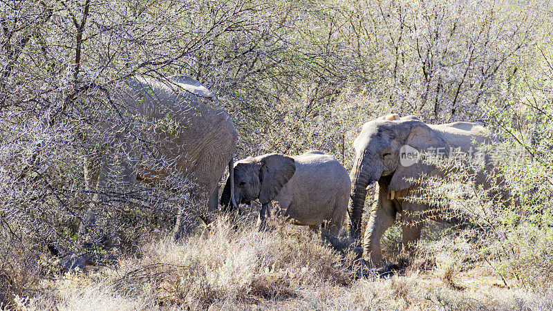 南非，非洲象在金合欢树丛中行走