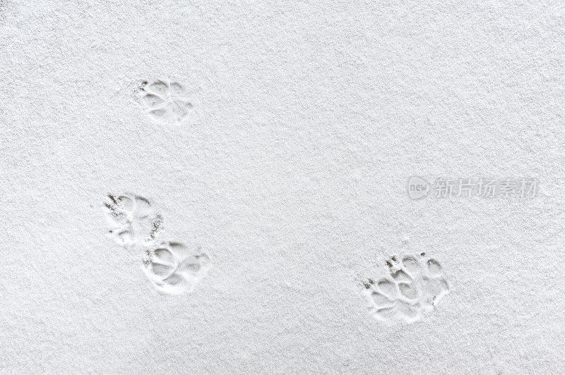 雪地上有猫爪印