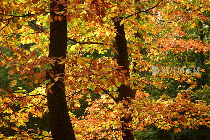 橡树树叶在树的景观，包裹在阳光下。