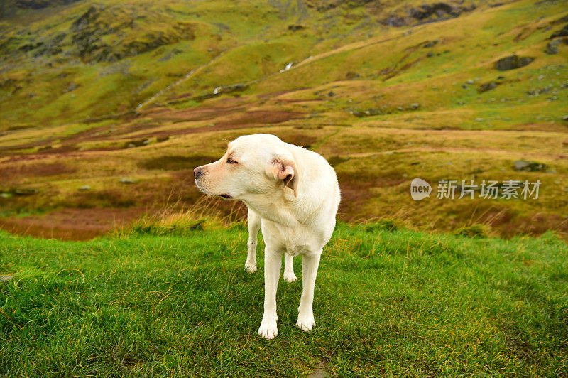 英国湖区的拉布拉多寻回犬