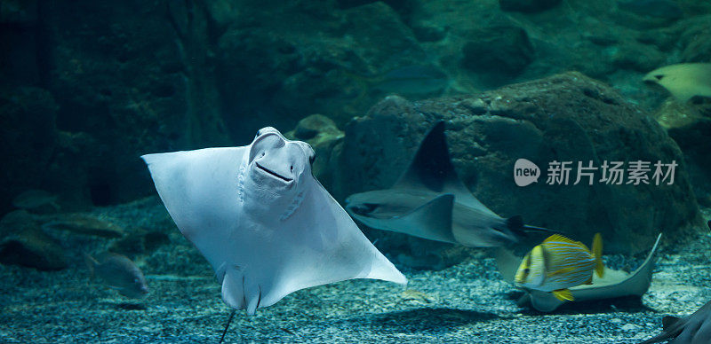 黄貂鱼在水族馆