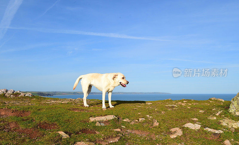 德文郡拉布拉多寻回犬