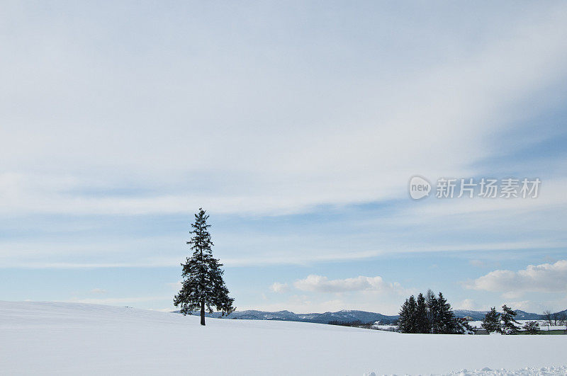 松树屹立在北碚的雪地上