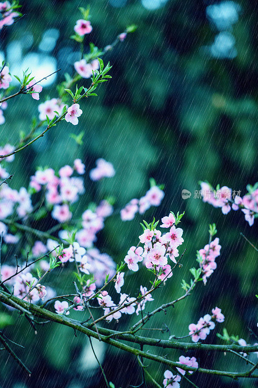 春雨在盛开的桃树上