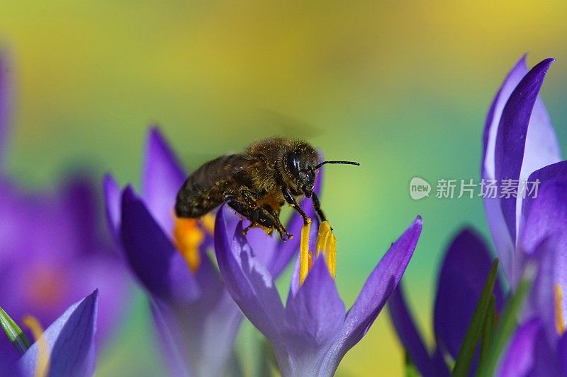 蜜蜂在磨粉