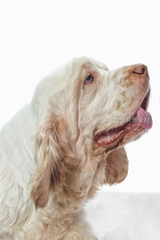 特写的一个白色的西班牙猎犬的脸-侧面