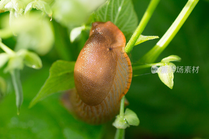 绿豆植物上的大蛞蝓