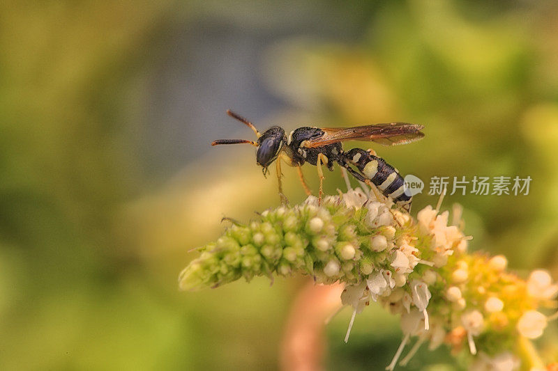 昆虫节肢动物(polist)