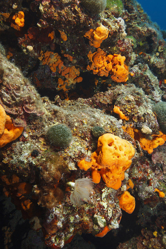 海洋生物水下呼吸器潜水员视角地中海