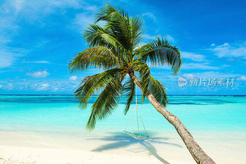 热带景观与摇摆在印度洋海岸的棕榈树