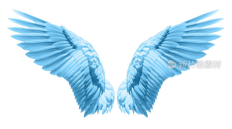 天使的翅膀，自然的羽毛翅膀