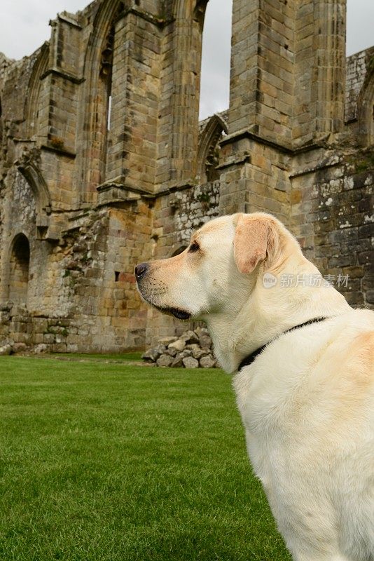 拉布拉多寻回犬和教堂废墟