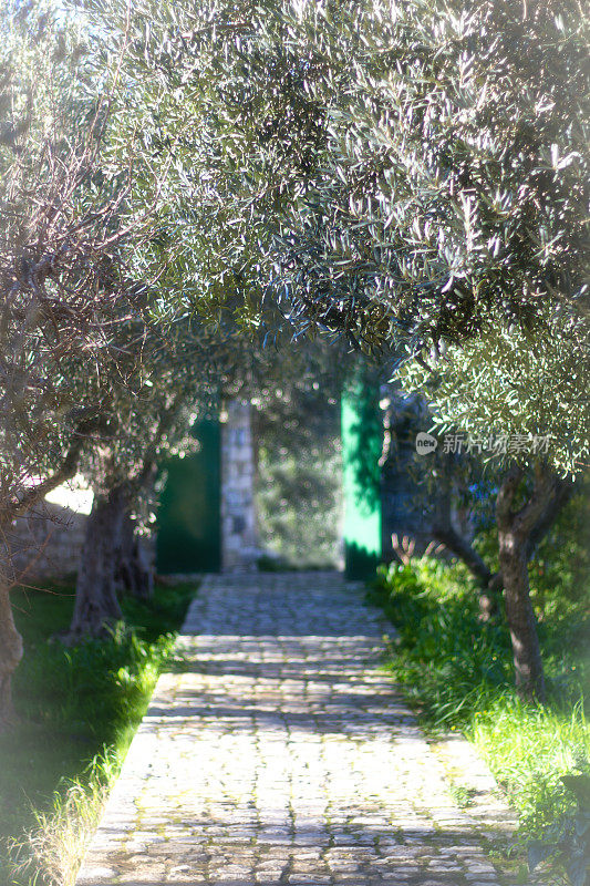 秘密地中海花园:橄榄，鹅卵石，绿松石门