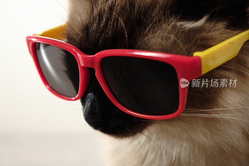 戴着太阳镜的搞笑猫