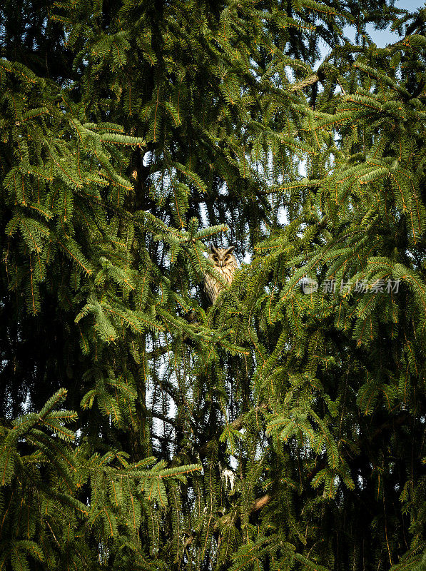 长耳猫头鹰——阿西奥奥特斯——坐在云杉树枝上。