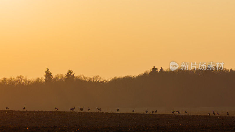 橙色夕阳下的草地上，一群普通鹤