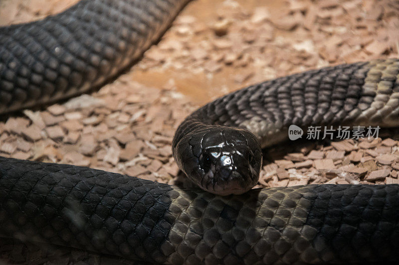眼镜蛇，也叫带状埃及眼镜蛇，是一种在饲养箱中具有神经毒素的剧毒物种