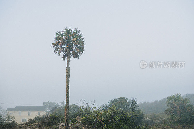佛罗里达棕榈树在费尔南迪纳海滩阿米莉亚岛