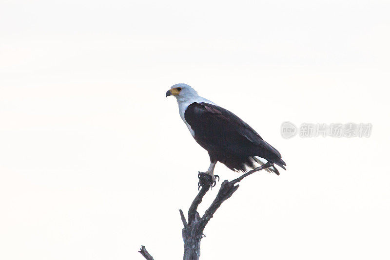 非洲鱼鹰