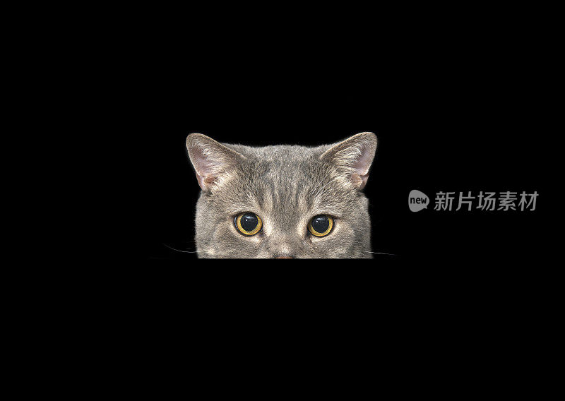 害怕猫