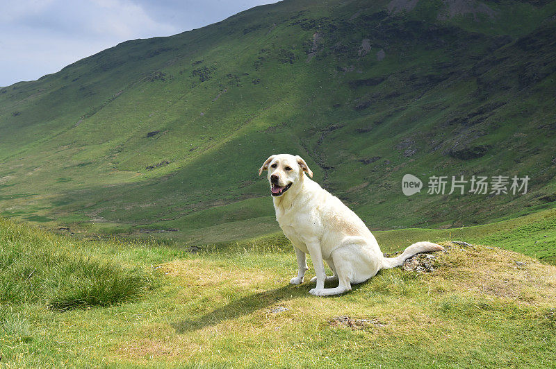 在湖区山区的拉布拉多寻回犬