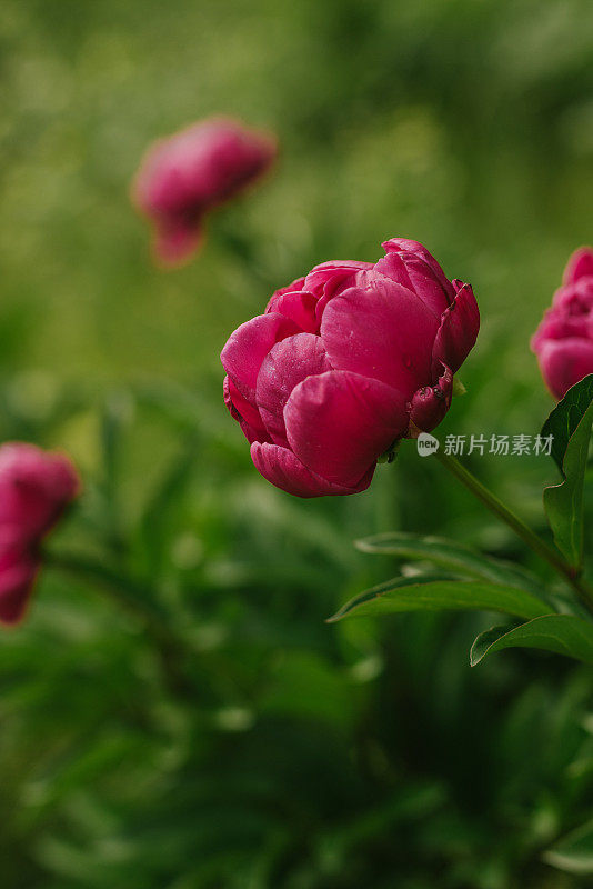 花园里盛开着美丽的粉色樱桃牡丹