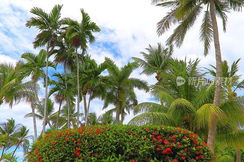 波利尼西亚热带放松，椰树树荫下的叶子-夏威夷群岛，美国