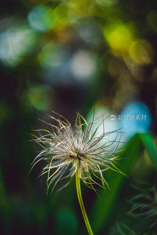 秋葵花的末端