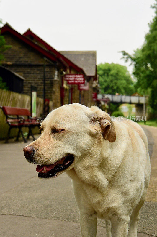 英国火车站的拉布拉多寻回犬