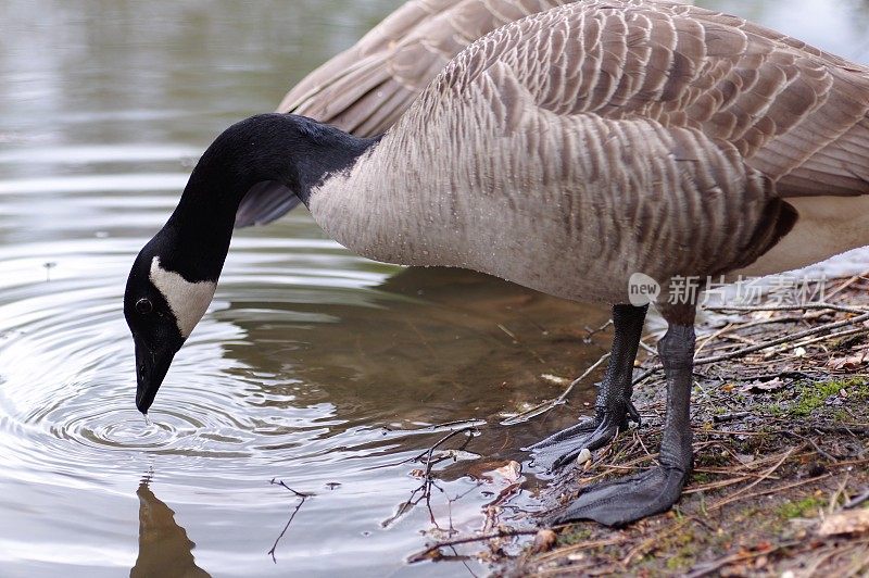 加拿大鹅