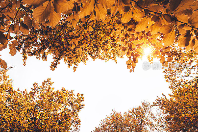 金色的秋天树叶