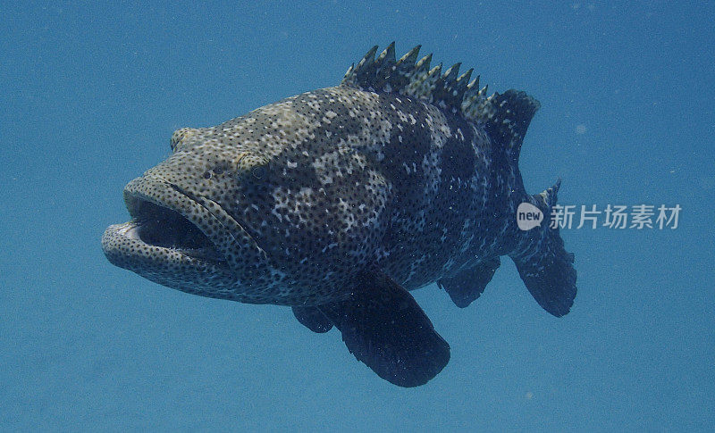 昆士兰石斑鱼，宁格鲁礁，西澳大利亚