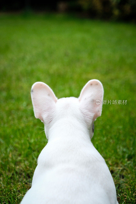 后视图的白色法国斗牛犬小狗坐在绿色的草地上