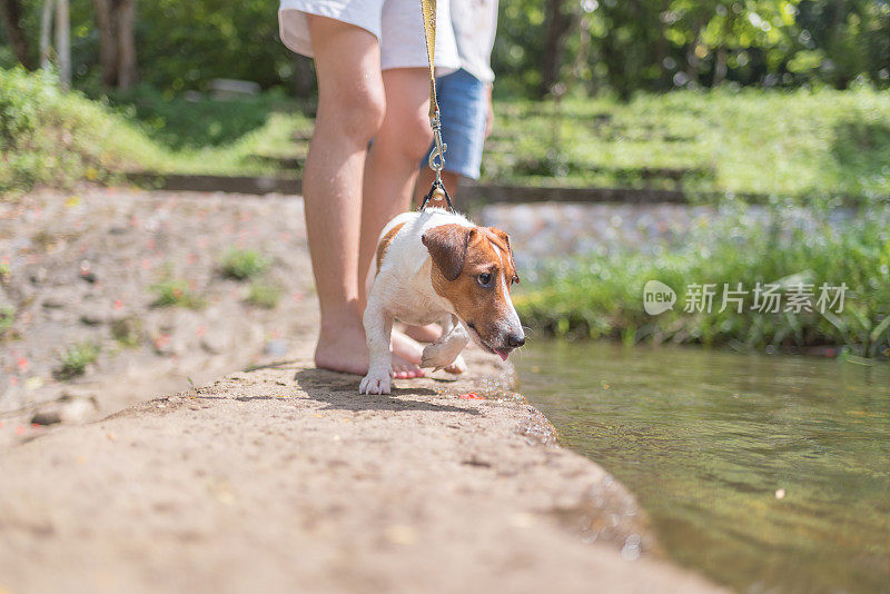 亚洲家庭玩好玩的杰克罗素梗狗在瀑布在夏天的早晨