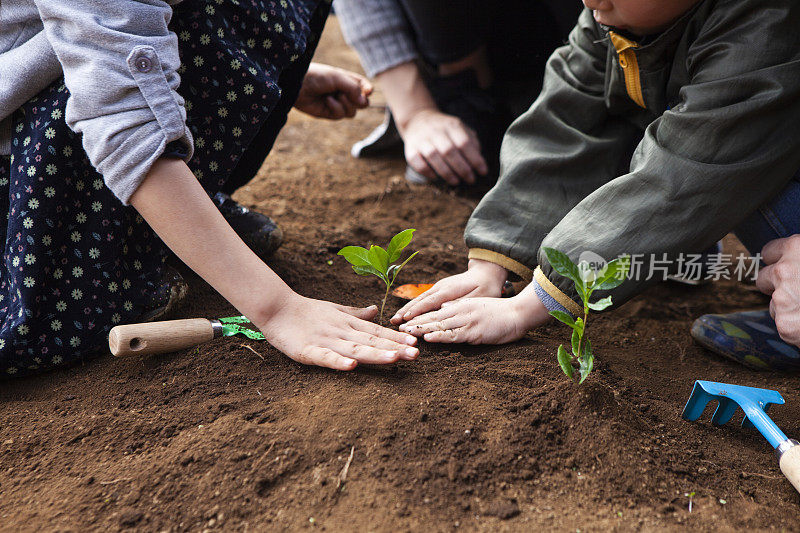 近距离的手种植幼苗。爸爸、漂亮女孩和漂亮男孩在农场里种苗。