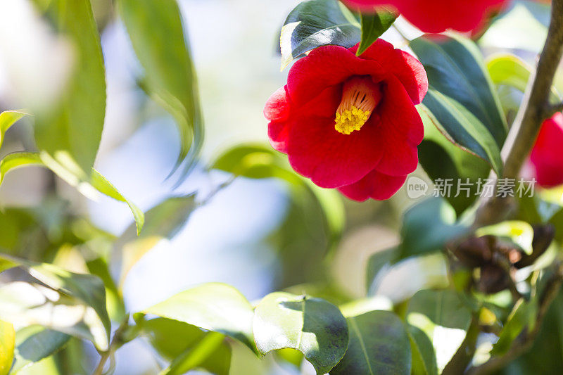 山茶花朵